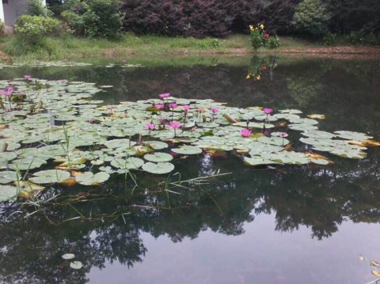 image.jpg